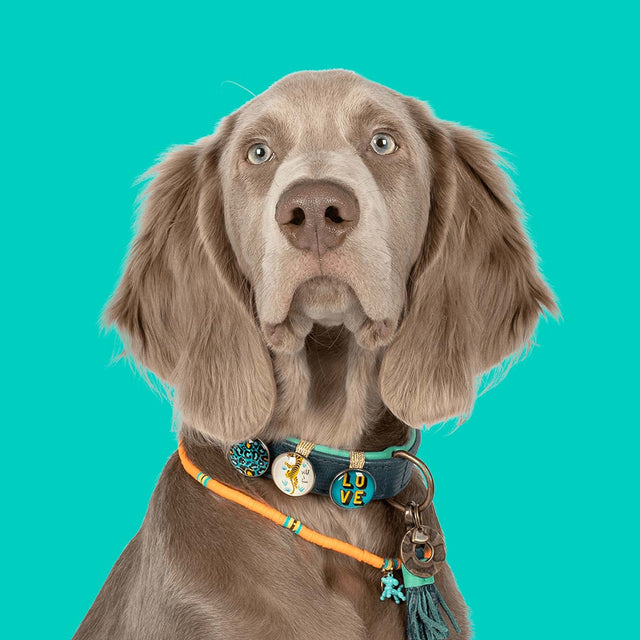 Dog with a Mission Hundehalsband | Detroit Tigers Hundehalsband