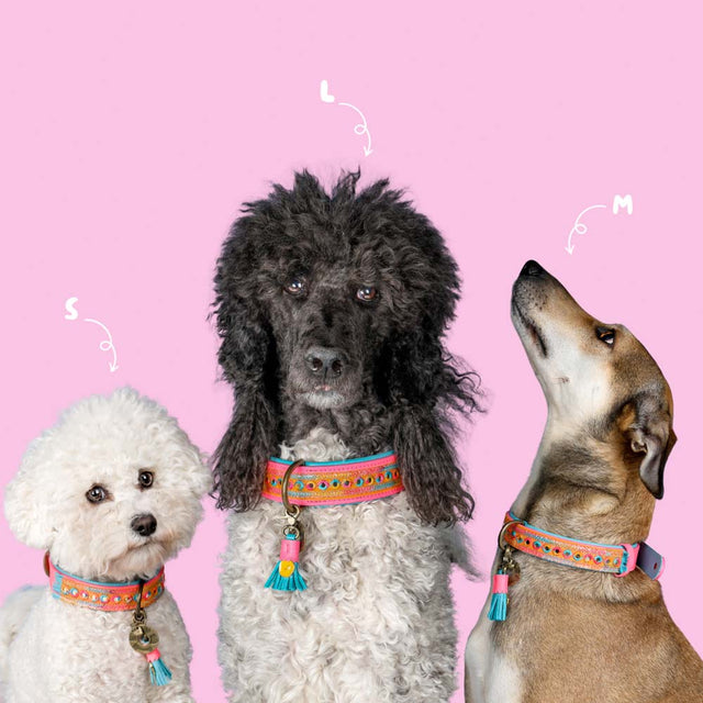 Dog with a Mission Hundehalsband | Indian Summer Hundehalsband