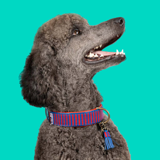 Dog with a Mission Hundehalsband | Mr. Clooney Hundehalsband