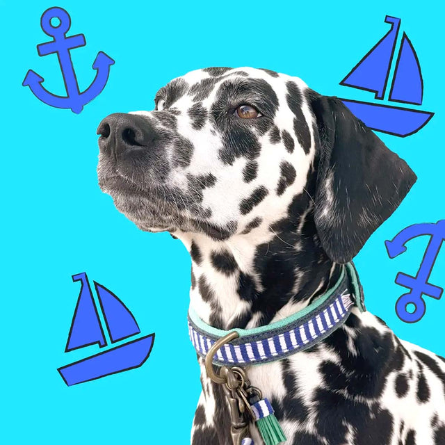 Dog with a Mission Hundehalsband | Mr. Cruise Hundehalsband