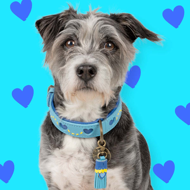 Dog with a Mission Hundehalsband | Sky Hundehalsband