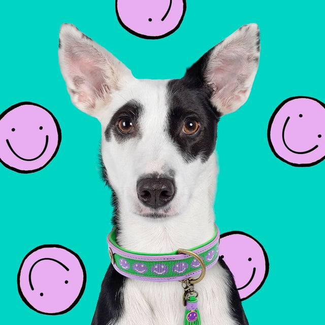 Dog with a Mission Hundehalsband | Smiley Hundehalsband