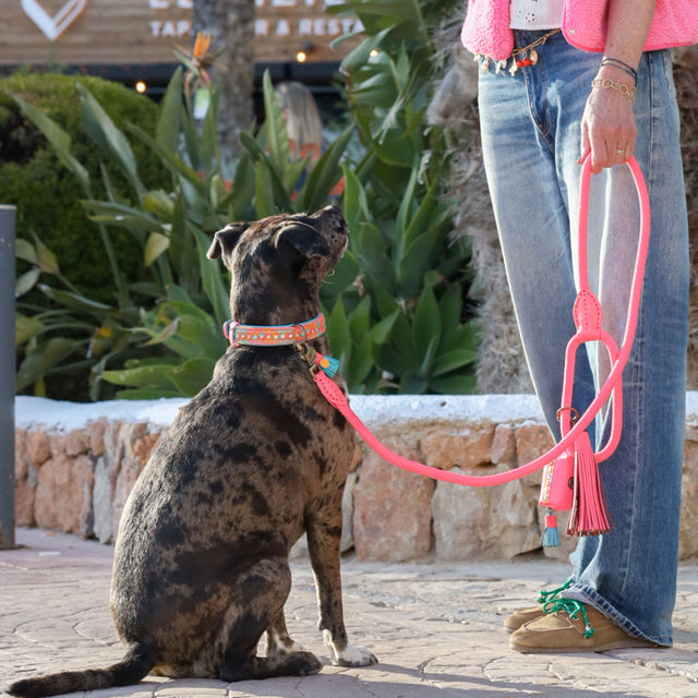 Dog with a Mission Classic Hundeleine, Flamingo Hundeleine