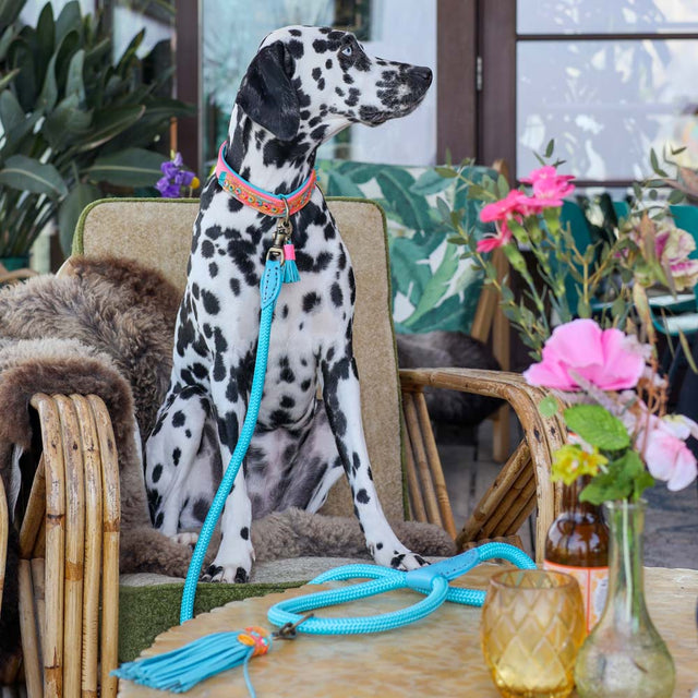 Dog with a Mission Hundeleine | Indian Summer Hundeleine