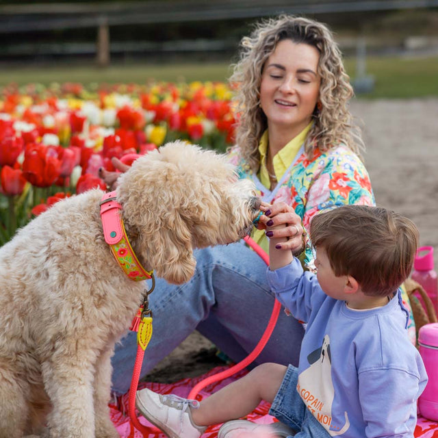 Dog with a Mission Hundeleine | Lotus Hundeleine