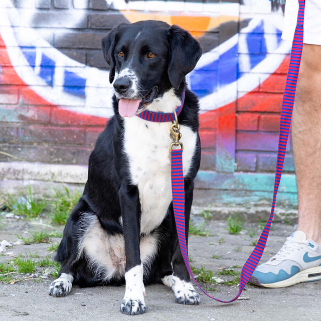 Dog with a Mission Hundeleine | Mr. Clooney Hundeleine