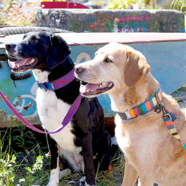 Dog with a Mission Hundeleine | Mr. Clooney Hundeleine