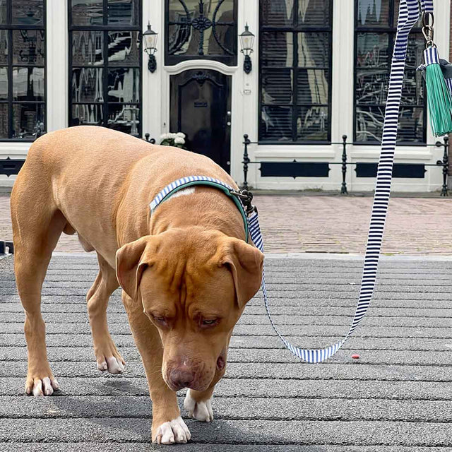 Dog with a Mission Hundeleine | Mr. Cruise Hundeleine