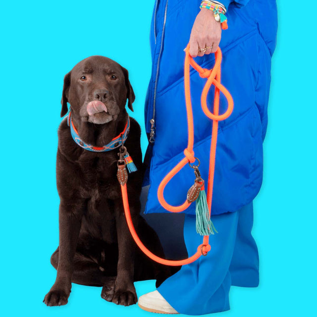 Dog with a Mission Hundeleine | Carrot Cake – verstellbar Hundeleine