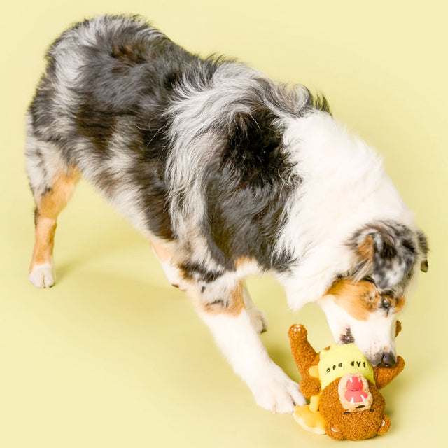 The FurryFolks Hundespielzeug, Happy Bear Tofino Interaktiv