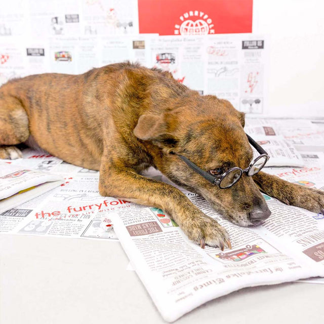 The FurryFolks Hundespielzeug, Newspaper Interaktiv