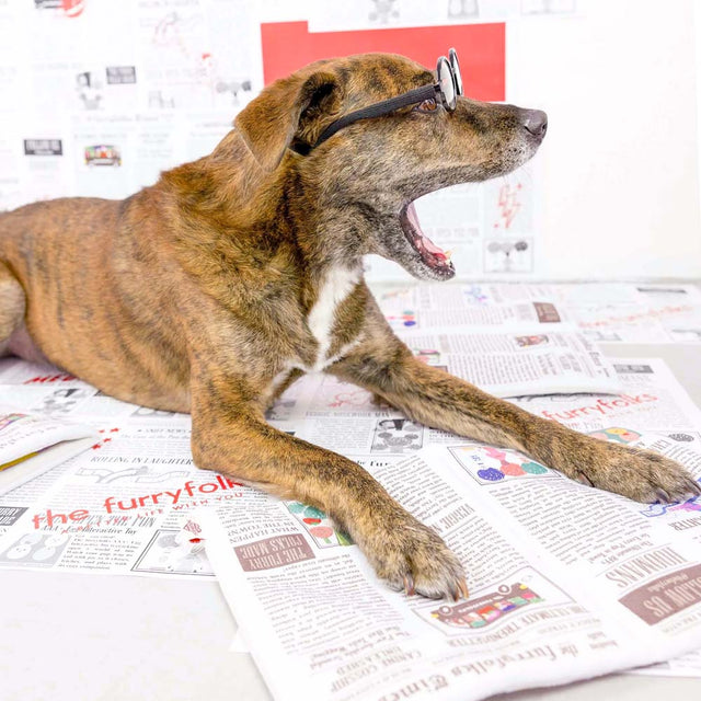 The FurryFolks Hundespielzeug, Newspaper Interaktiv