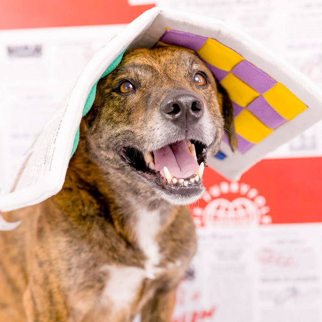 The FurryFolks Hundespielzeug, Newspaper Interaktiv