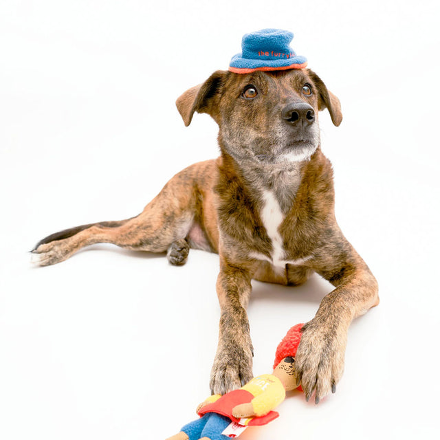 The FurryFolks Hundespielzeug, Surfer Hooman Interaktiv