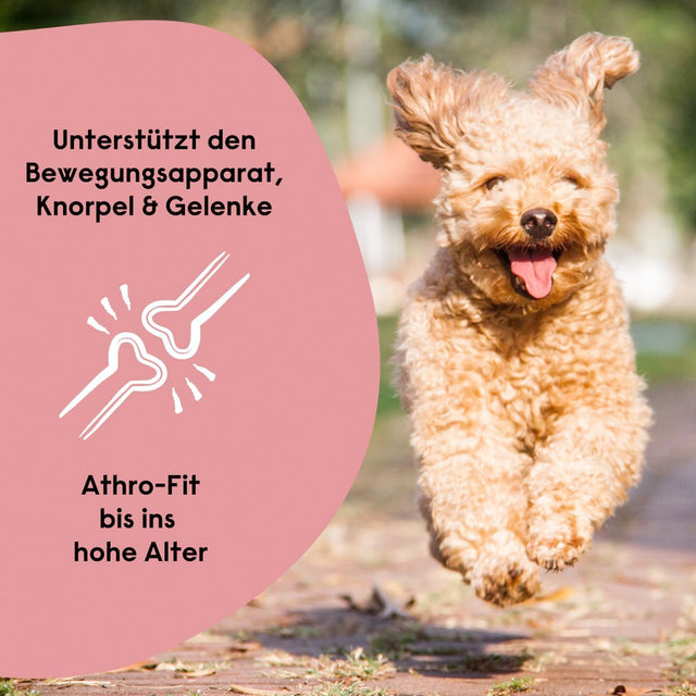 Hanfred Hanf SOS Stangerl, Pferd Funktionssnack