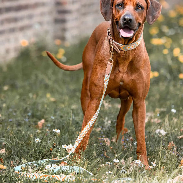 Hey Lana Hundehalsband Gepolstert – Mint/Orange Hundehalsband