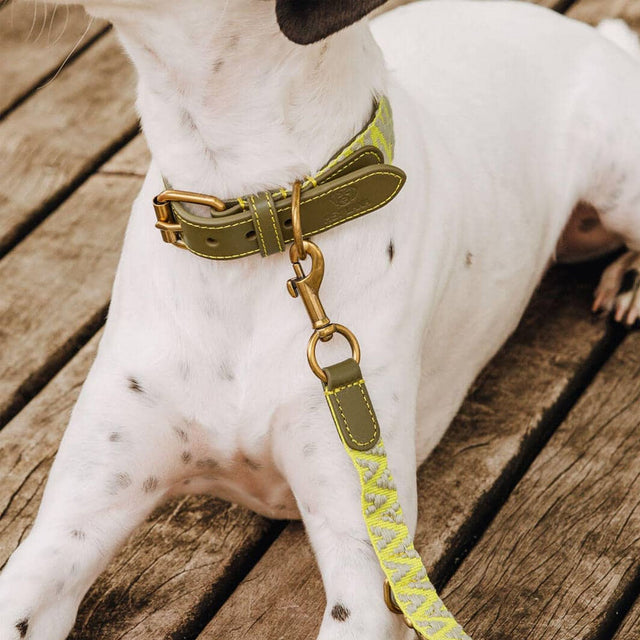 Hey Lana Hundehalsband Gepolstert – Olivgrün/Neongelb Hundehalsband