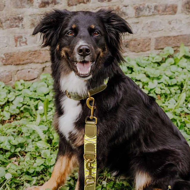 Hey Lana Hundehalsband Gepolstert – Olivgrün/Neongelb Hundehalsband
