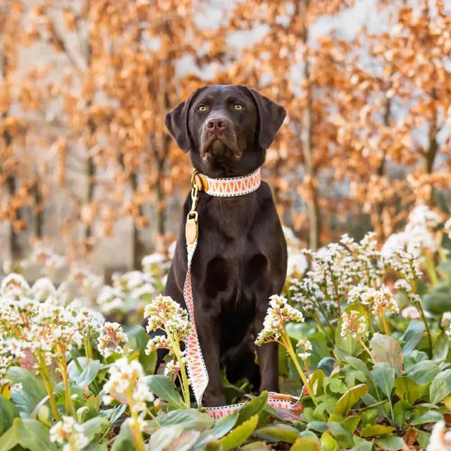 Hey Lana Hundehalsband Gepolstert – Pink/Beige Hundehalsband