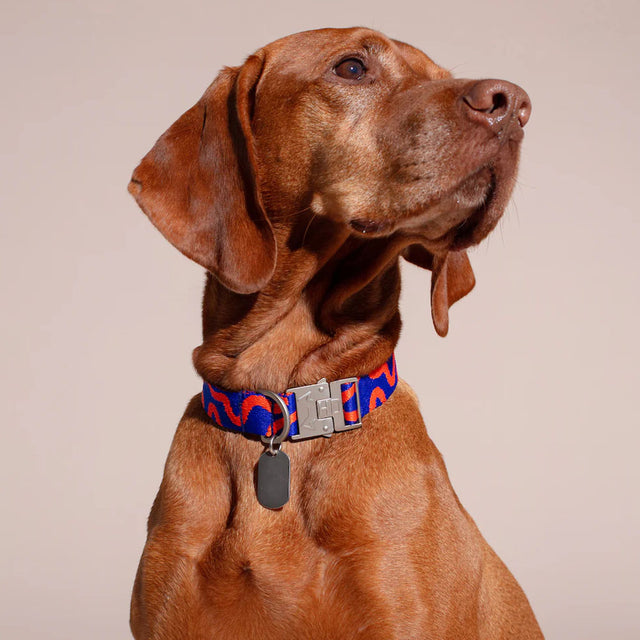 HOT DOGGIES Hundehalsband, Rocky Electric Hundehalsband
