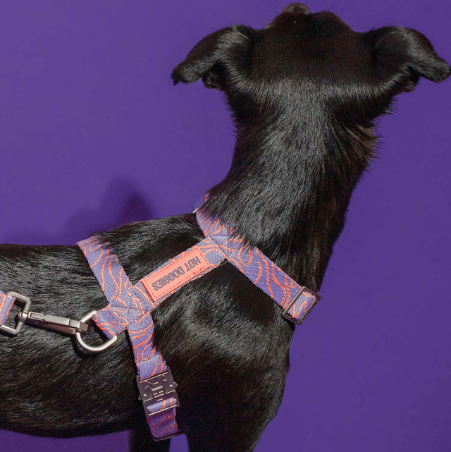 Hundegeschirr, Lily Coral