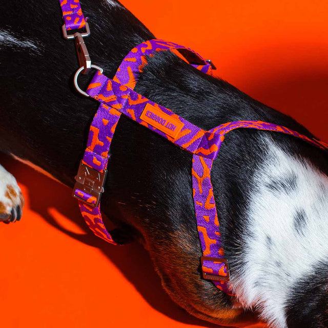 Hundegeschirr, Poppy Sunrise
