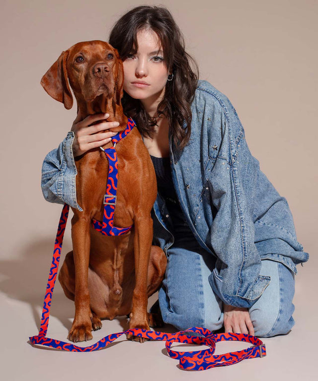 Hundegeschirr, Rocky Electric