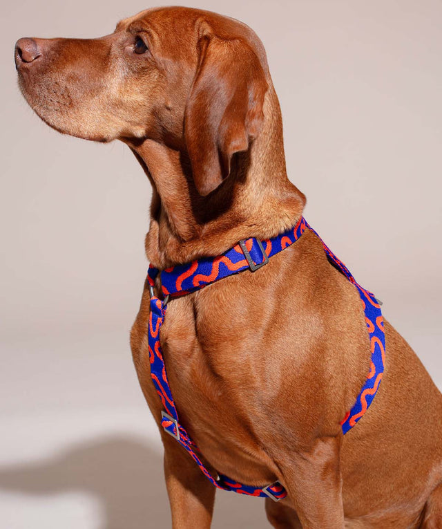 Hundegeschirr, Rocky Electric