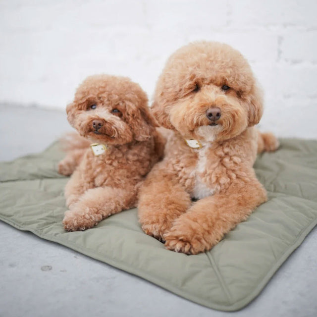 Lambwolf Collective Reisematte ORII, Fern Hundedecke