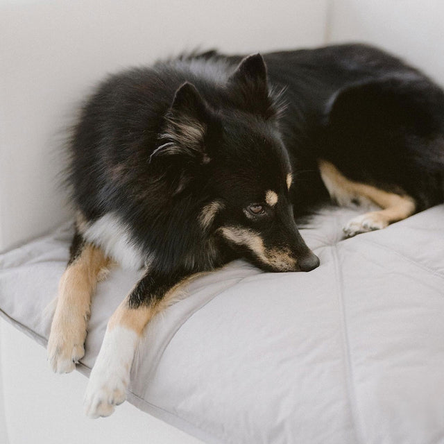 Lambwolf Collective Reisematte ORII, Koala Hundedecke