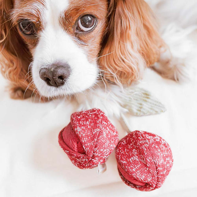 Lambwolf Collective Schnüffelspielzeug CHERRY POP Interaktiv