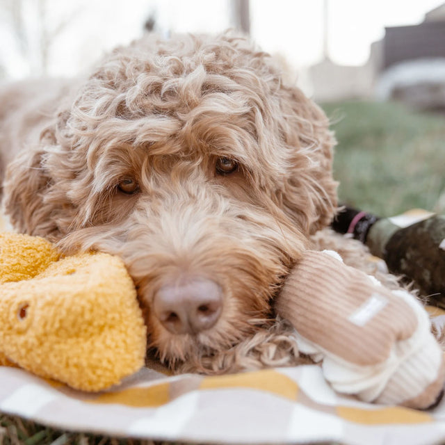 Lambwolf Collective Schnüffelspielzeug FROMAGE Interaktiv