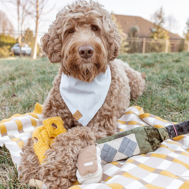 Lambwolf Collective Schnüffelspielzeug FROMAGE Interaktiv