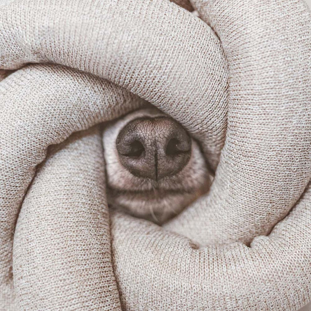 Lambwolf Collective Schnüffelspielzeug NOU Gray, mit Knistereffekt Interaktiv