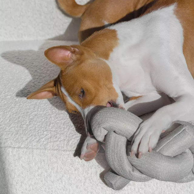 Lambwolf Collective Schnüffelspielzeug NOU Gray, mit Knistereffekt Interaktiv