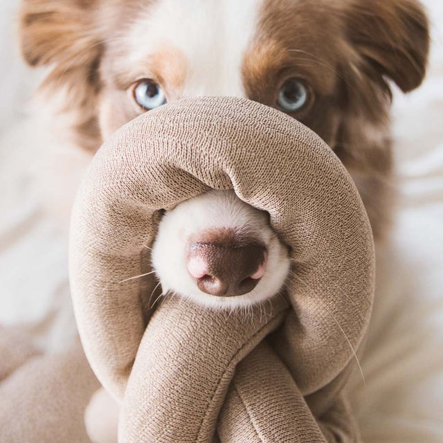 Lambwolf Collective Schnüffelspielzeug NOU Tan Interaktiv