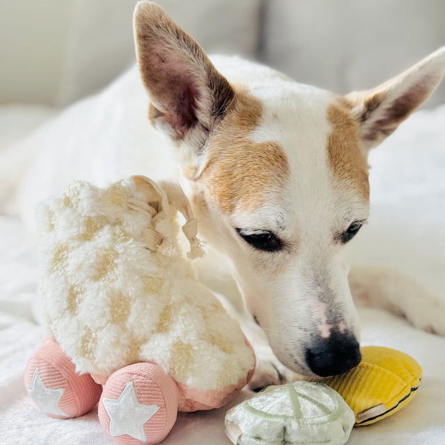 Lambwolf Collective Schnüffelspielzeug ROLLER SKATE Interaktiv