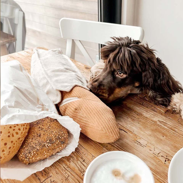 Lambwolf Collective Schnüffelspielzeug BAGUETTE Interaktiv