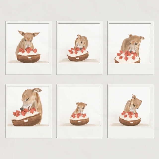 Lambwolf Collective Schnüffelspielzeug BERRY PIE Beerenkuchen Interaktiv