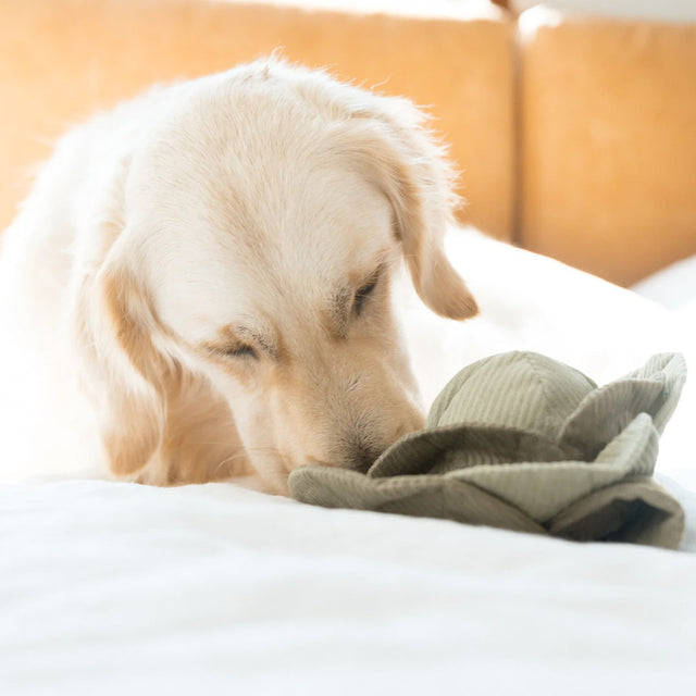 Lambwolf Collective Schnüffelspielzeug CABBAGE POP, green Interaktiv