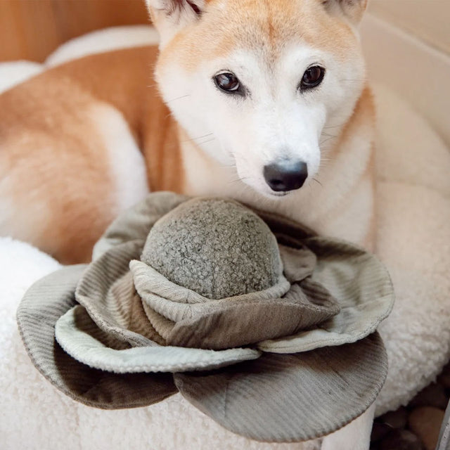 Lambwolf Collective Schnüffelspielzeug CABBAGE POP, green Interaktiv