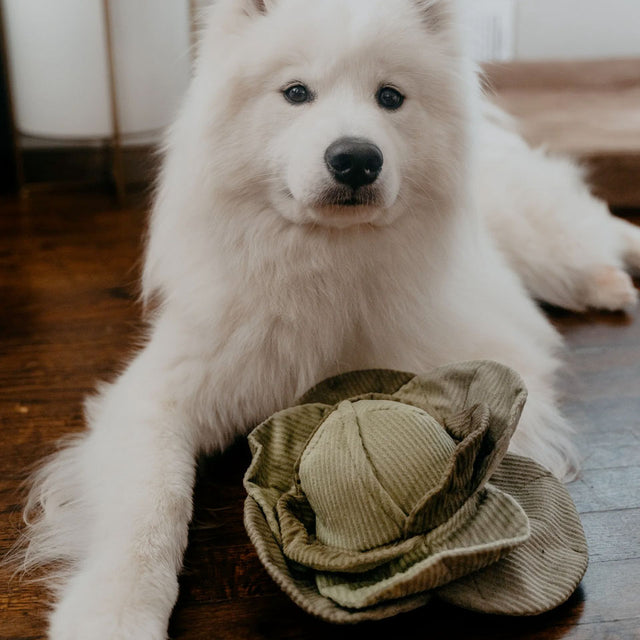 Lambwolf Collective Schnüffelspielzeug CABBAGE POP, green Interaktiv