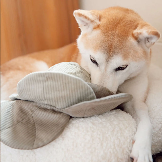 Lambwolf Collective Schnüffelspielzeug CABBAGE POP, green Interaktiv