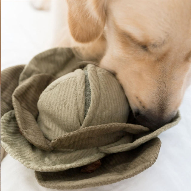 Lambwolf Collective Schnüffelspielzeug CABBAGE POP, green Interaktiv