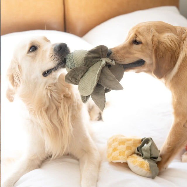 Lambwolf Collective Schnüffelspielzeug CABBAGE POP, green Interaktiv