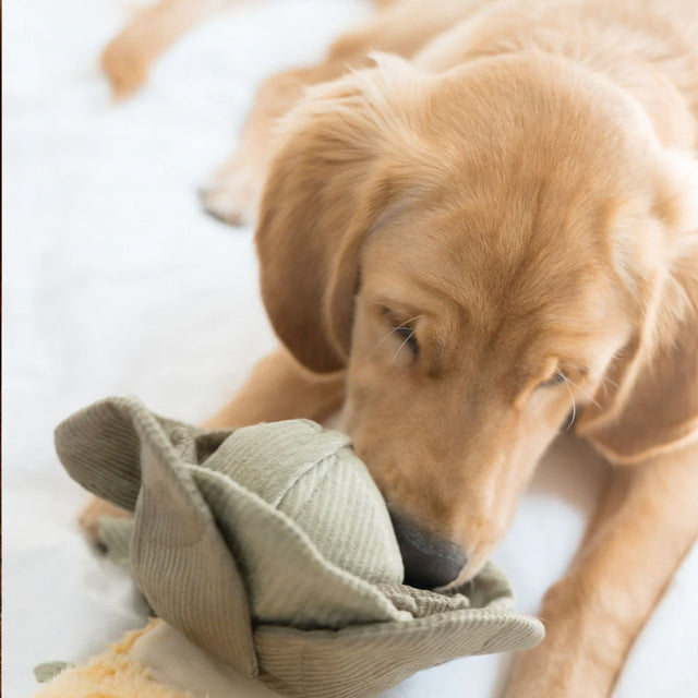 Lambwolf Collective Schnüffelspielzeug CABBAGE POP, green Interaktiv