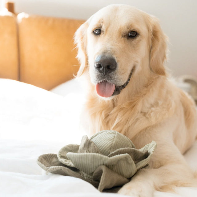 Lambwolf Collective Schnüffelspielzeug CABBAGE POP, green Interaktiv