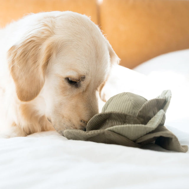 Lambwolf Collective Schnüffelspielzeug CABBAGE POP, green Interaktiv