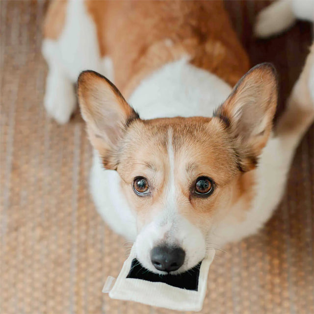 Lambwolf Collective Schnüffelspielzeug INSTANT CAMERA Interaktiv