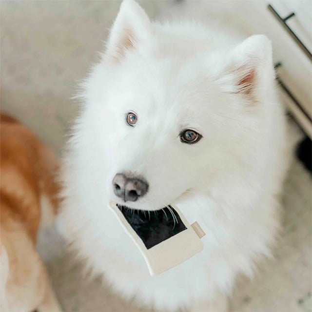 Lambwolf Collective Schnüffelspielzeug INSTANT CAMERA Interaktiv